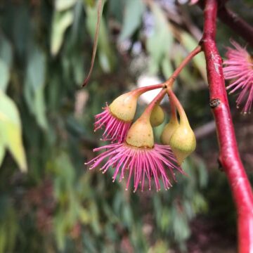 Gum blossoms australiannatives eucalyptustree ozplants gumblossom