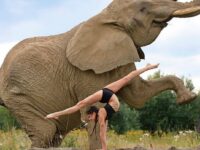 Yoga Flows Asanas Poses Coolest Handstand ever Credit