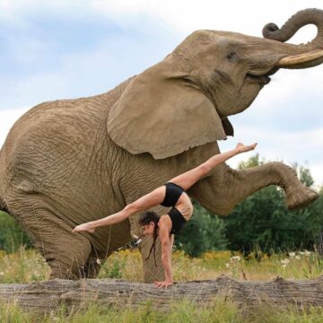 Yoga Flows Asanas Poses Coolest Handstand ever Credit