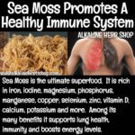 1640496423 YOGA @bestyoga Follow @alkaline vegan news ⁣ ⠀⁣ To purchase Sea Moss click