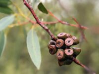 Gabrielle Edwards Yoga @gabrielle edwards yoga Nuts about these gumnuts seedpods eucalyptus australiannature