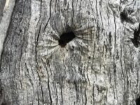 Gabrielle Edwards Yoga @gabrielle edwards yoga Tree trunk bark treetrunk closeup noticethedetail tasmaniantrees