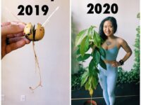 Liz Lowenstein Yoga Wellness @mizliz January 2019June 2020 Our avocado