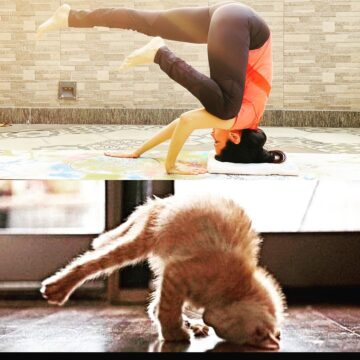 Nikki @yoga nikki30 Is the cat copying me or am I copying