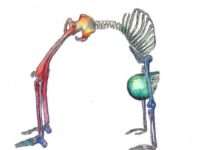 Yoga Daily Poses @yogadailyposes Why a solid understanding of anatomy is
