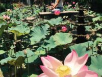 Yoga Fitness @terataiyoga The Lotus flower blooms most beautifully from