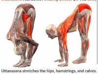 Yoga For The Non Flexible @inflexibleyogis Forward fold or uttanasana has