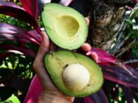 ॐ Helena The perfect avocado from jungle