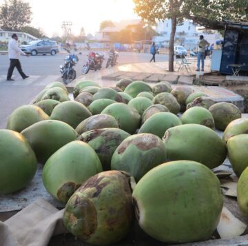 𝚂𝚊𝚗𝚍𝚛𝚊 ॐ @sannyogi This could be heaven mysuru india coconut